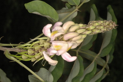 Millettia racemosa